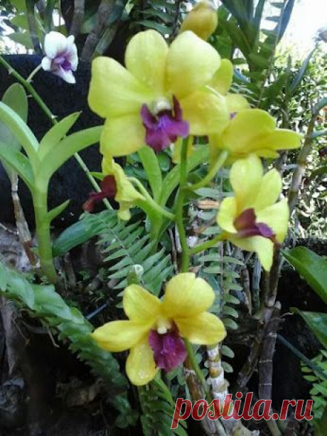 Google+ – #flowers