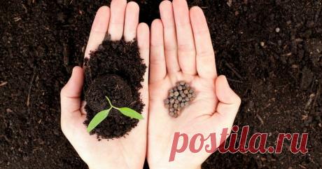 С семенами перед посадкой теперь поступаю только так. В результате идеальная всхожесть и крепкая рассада | Волшебная грядка | Яндекс Дзен