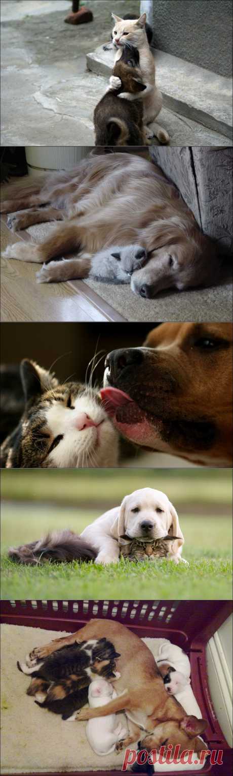 Коты и собаки (31 фото) | Прикол.ру — приколы, картинки, фотки и розыгрыши!