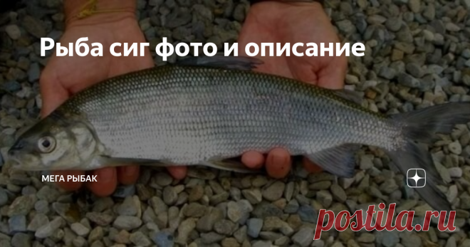 Рыба сиг фото и описание Промысловый, издавна известный, очень распространённый, вкусный – всё это о сиге. Мало изученный, неполно описанный, загадочный – тоже всё о нём.  Сиг-кормилец, которого ловят во многих реках и озёрах Северного полушария, остаётся неуловимым для точных определений, и сводит с ума своей огромной вариативностью даже самых опытных ихтиологов. Что же это за таинственная рыба? Сиг откуда такое название Сложности начинаются уже с названия. Споры - откуда...