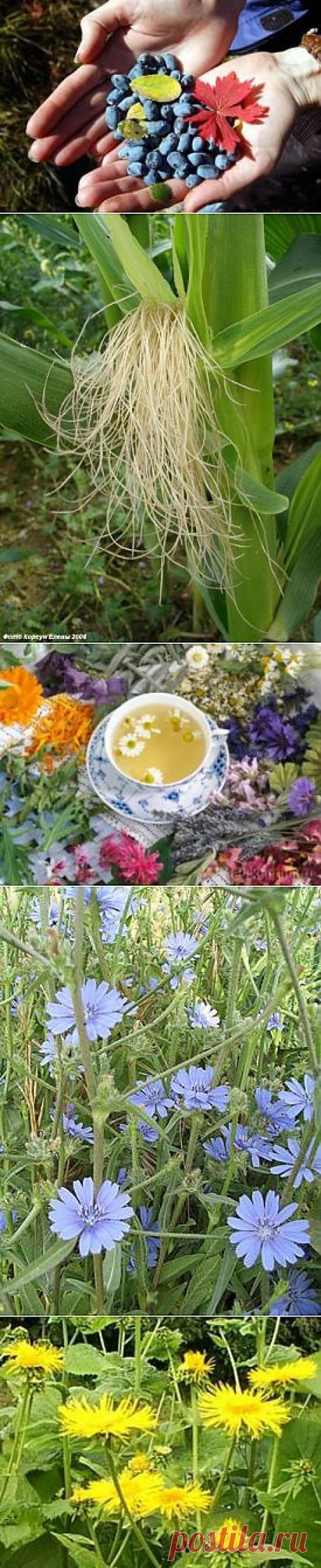 Какие лекарственные травы помогают «сжечь» лишние килограммы?