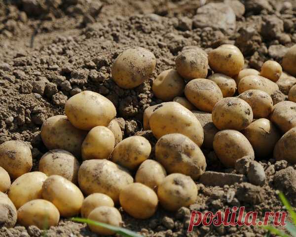 Сделайте это с клубнями картофеля перед посадкой и урожай будет в 2 раза больше | Урожайный огород | Яндекс Дзен