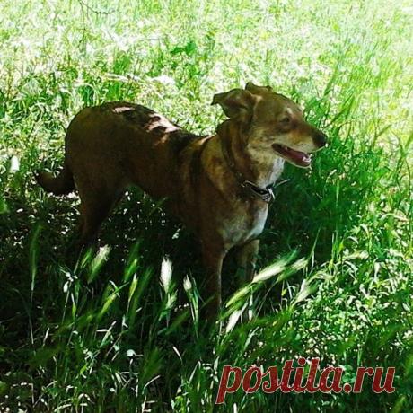 На изображении может находиться: трава, собака, на улице и природа