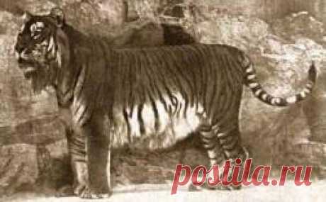 Вымерший подвид

8 Закавказский (Panthera tigris virgata)