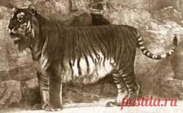 Вымерший подвид

8 Закавказский (Panthera tigris virgata)