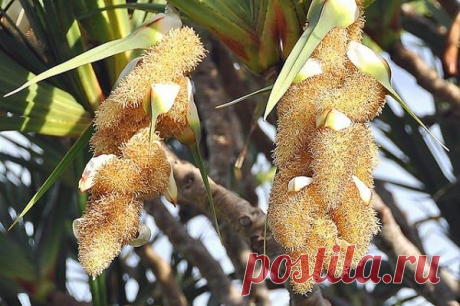 Панданус: фото, уход в домашних условиях Знакомьтесь: винтовая пальма Pandanus — это гость из теплых и влажных тропиков (Вьетнам, Мадагаскар, Индия, а также Гавайи, Западная Африка). У нас его называют панданусом, панданом, винтовой пальмой ...