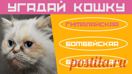 Котики и кошки На канале Дом тестов вышли новые тесты для детей, школьников и взрослых. Тесты посвящены домашним и диким кошкам.  Породы домашних кошек: мэйн кун, сиамская, бенгальская, абиссинская, донской сфинкс, питерболд, курильский бобтэйл, регдолл, сибирская, русская голубая кошка, персидская, египетская мау, турецкая ванская, ангорская, шотландская вислоухая, саванна, гавана, норвежская лесная, корниш-рекс, бурмилла, бурма, манчкин, чаузи, африканский сервал, америк...