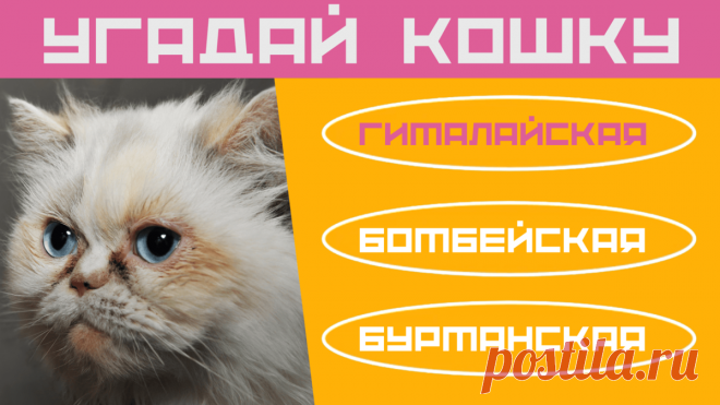 Котики и кошки На канале Дом тестов вышли новые тесты для детей, школьников и взрослых. Тесты посвящены домашним и диким кошкам.  Породы домашних кошек: мэйн кун, сиамская, бенгальская, абиссинская, донской сфинкс, питерболд, курильский бобтэйл, регдолл, сибирская, русская голубая кошка, персидская, египетская мау, турецкая ванская, ангорская, шотландская вислоухая, саванна, гавана, норвежская лесная, корниш-рекс, бурмилла, бурма, манчкин, чаузи, африканский сервал, америк...