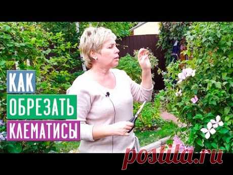 Как обрезать клематисы 1, 2 и 3й группы 🌟 Что важно знать? 🌟 УСЛОВИЯ РОЗЫГРЫША / Садовый гид