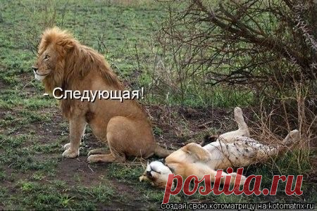 Наши забавные друзья 60. | Домохозяйки