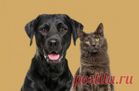 Муся и Джек. Почему кошкам дают русские имена, а собакам иностранные? Владельцы домашних животных в Москве демонстрируют интересную тенденцию в выборе кличек для своих питомцев, рассказал председатель столичного комитета ветеринарии Алексей Сауткин.По его словам, для кошек по-прежнему предпочтительны традиционные русские имена, тогда как для собак чаще...