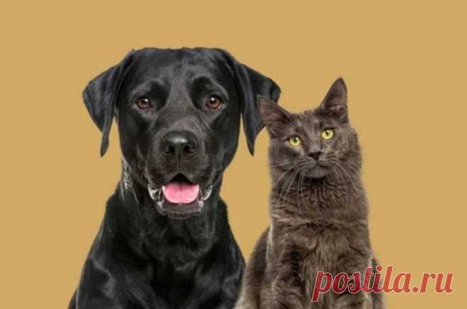 Муся и Джек. Почему кошкам дают русские имена, а собакам иностранные? Владельцы домашних животных в Москве демонстрируют интересную тенденцию в выборе кличек для своих питомцев, рассказал председатель столичного комитета ветеринарии Алексей Сауткин.По его словам, для кошек по-прежнему предпочтительны традиционные русские имена, тогда как для собак чаще...