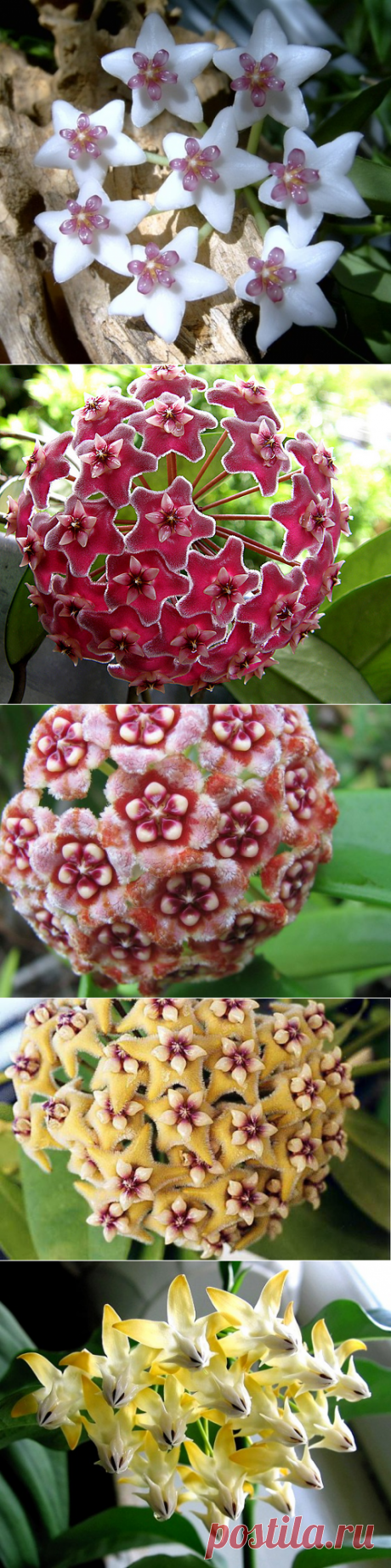 Бесподобная Хойя - приносящая счастье в дом...