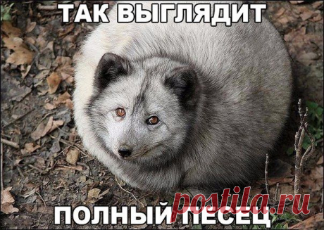 Чёткие приколы