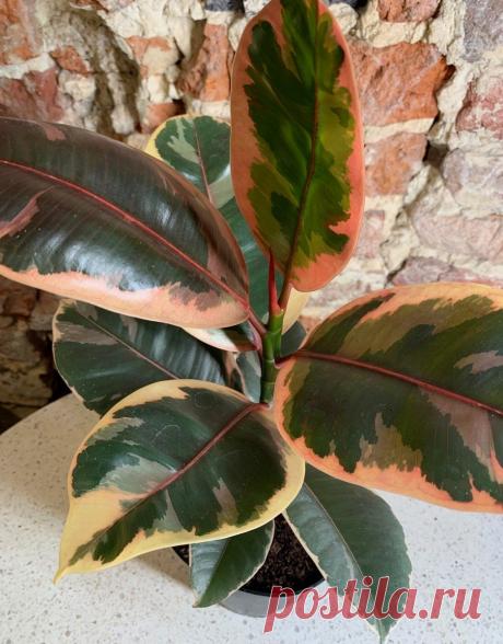 Фикус эластика — классика среди крупных комнатных растений. Уход в домашних условиях. Фото — Ботаничка.ru