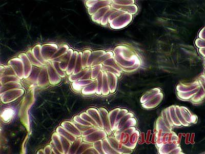 Питательные вещества клетки.