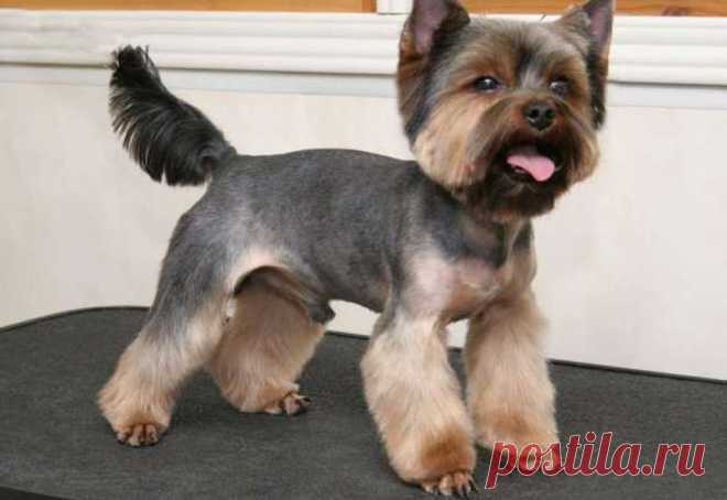 йорк перед течкой толстеет это нормально?: 3 тыс изображений найдено в Яндекс.Картинках