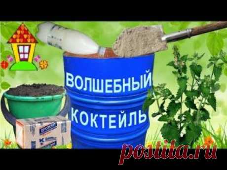 Чем полить помидоры для быстрого роста и образования завязи?