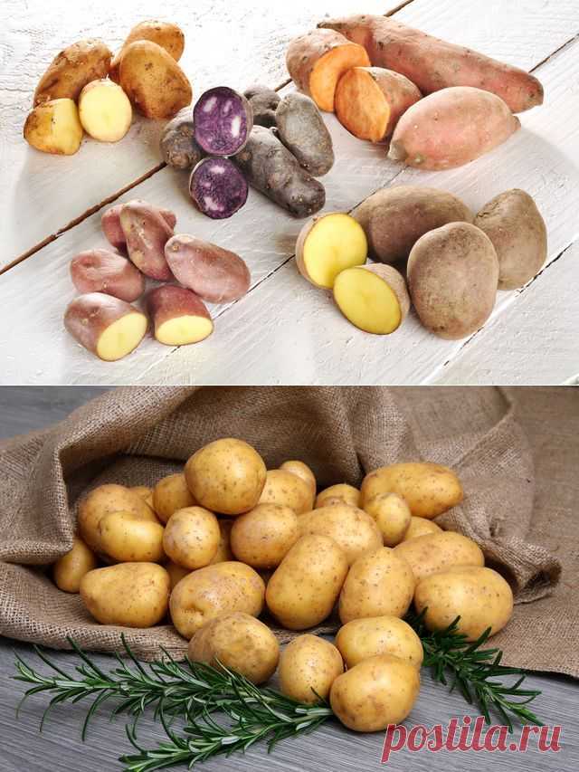 Как правильно выбрать хороший и вкусный картофель