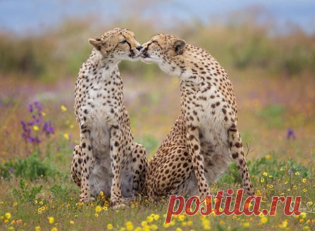 Смешная дикая природа