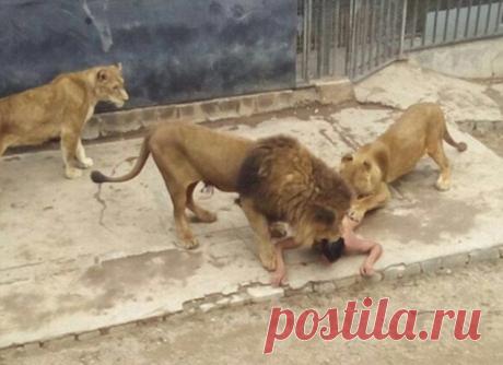 Пытаясь покончить жизнь самоубийством, этот парень прыгнул в вольер со львами...