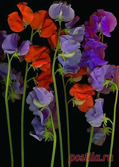 Душистый горошек
sweet peas..in these colors | Flowers