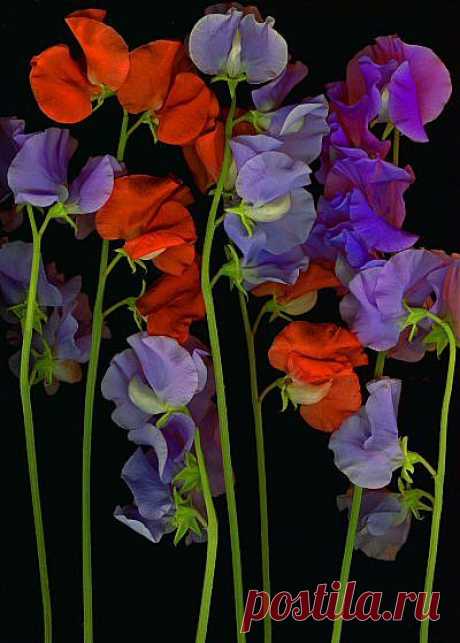 Душистый горошек
sweet peas..in these colors | Flowers