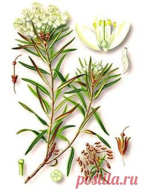 Лекарственное растение багульник болотный (ledum palustre)