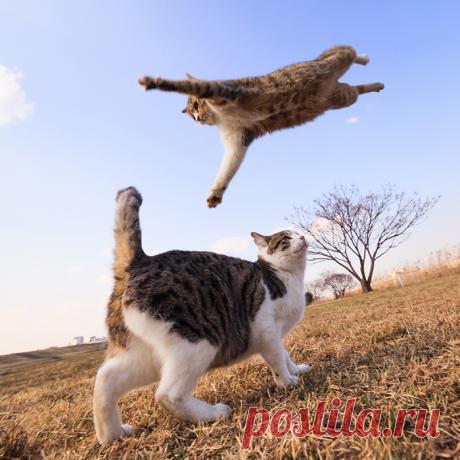 Уморительные фотографии кошек в момент прыжка