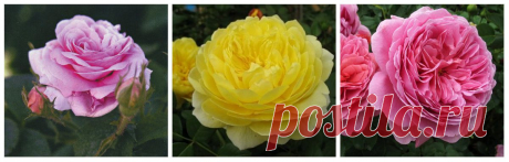Розы