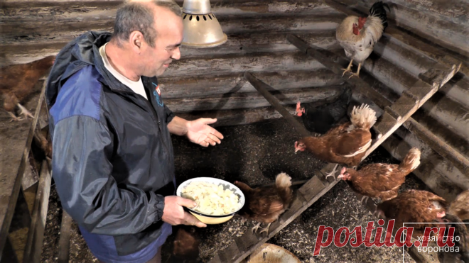 Кур можно кормить как в шикарных ресторанах, но яиц больше не будет. Про кормление кур | Хозяйство Воронова | Яндекс Дзен