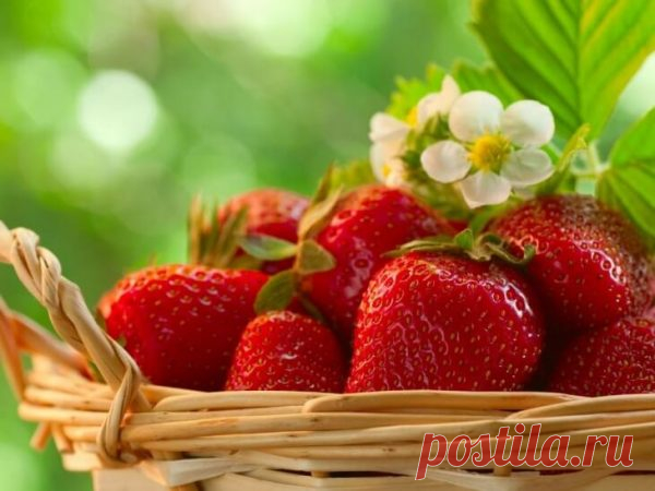 Подкормите клубнику этим средством весной! В 3 раза будет больше урожай!