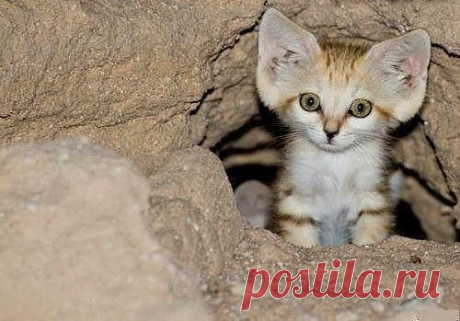 Песчаный котёнок.