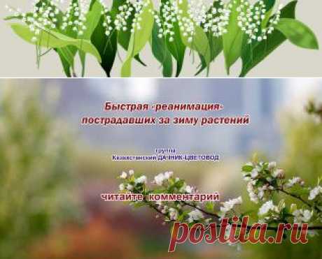 реанимация растений после зимы