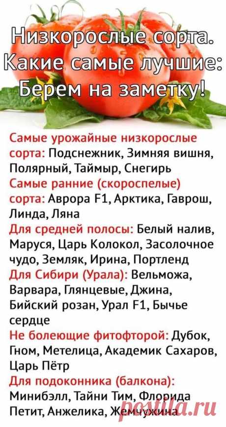 низкорослые томаты