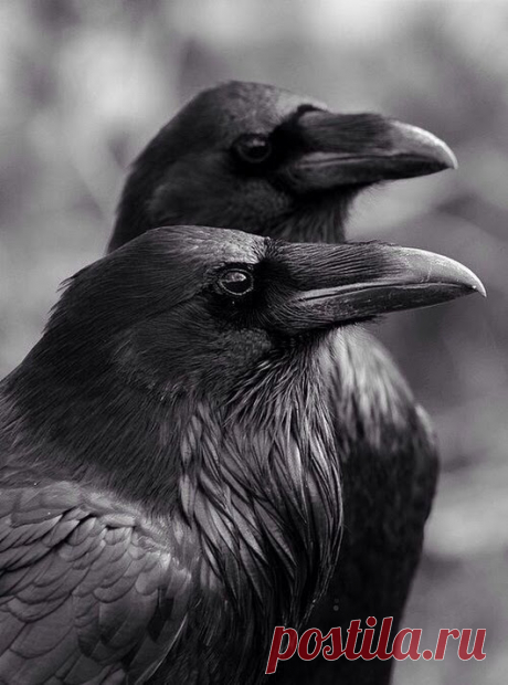 WOA Animal – Google+