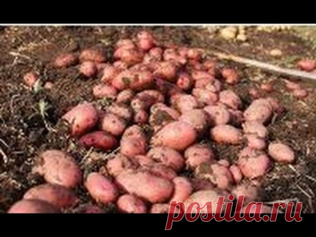 Как сажать картофель, чтобы получить большой урожай