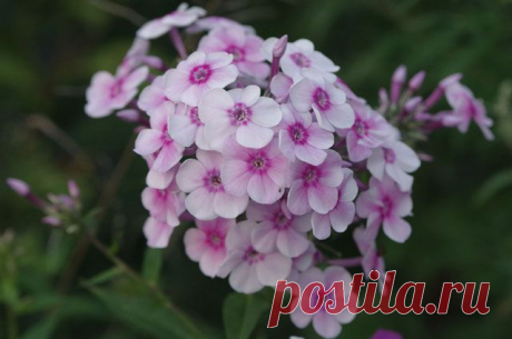 Как правильно ухаживать за флоксами