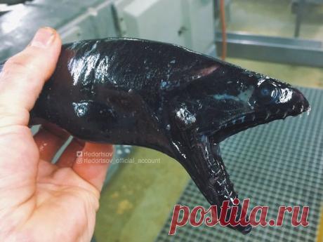 Ужасные морские чудовища на снимках мурманского рыбака (береги глаза)
