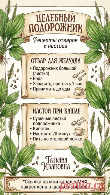 Целебный подорожник