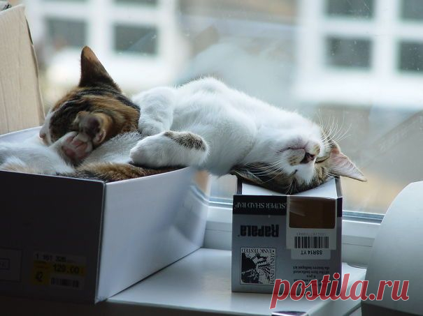 50 очаровательных спящих котят