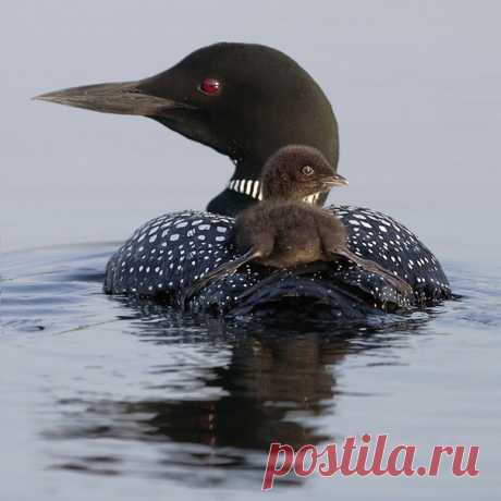Чернoклювая гагара