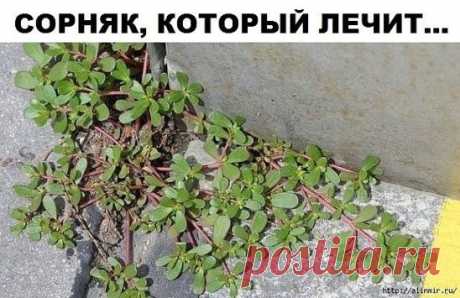 НЕ УНИЧТОЖАЙТЕ ЭТОТ СОРНЯК И ВОТ ПОЧЕМУ 
Большинство из вас, вероятно, считает портулак бесполезным сорняком, но эта статья поведает некоторые интересные факты о нем. 
Его листья приносят фантастическую пользу для здоровья, так что в следующий раз, когда вы решите его выбросить имейте это в виду. Портулак растение с высоким содержанием витаминов и минералов, которые повышают общее состояние здоровья, а также с высоким содержанием железа и кальция, необходимого для здоровья наших костей. 
Его