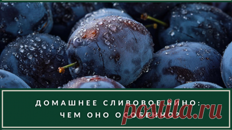 Вино из сливы: почему это ненастоящее вино и в чём особенности его приготовления? | ВИНОТЕКА. РЕДАКЦИЯ | Дзен