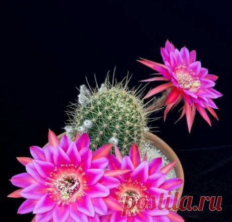 Как чудно цветут кактусы - просто завораживающая красота!