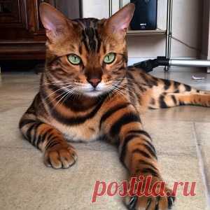 ШОТЛАНДСКИЕ ЯЙЦА. НАСТОЯТЕЛЬНО СОВЕТУЮ - МирТесен