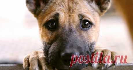 "Quem chuta ou maltrata um animal é alguém que ainda não aprendeu a amar" Quem maltrata um animal, com certeza, ainda não aprendeu a amar. Nunca conseguiu estabelecer um vínculo de afeto verdadeiro com um outro ser, e é capaz, sem dúvida nenhuma, de cometer violências e atrocidades com seres humanos também.
