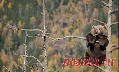10 умилительных сцен из жизни медведей