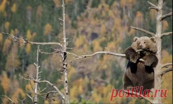 10 умилительных сцен из жизни медведей