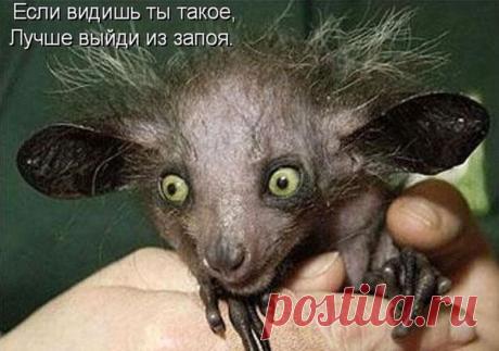 Муркины заботы (котоматрица) | Обхохочешься